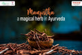 Unlocking the Secrets of Manjistha: Transform Your Skin with This Ancient Wonder Herb