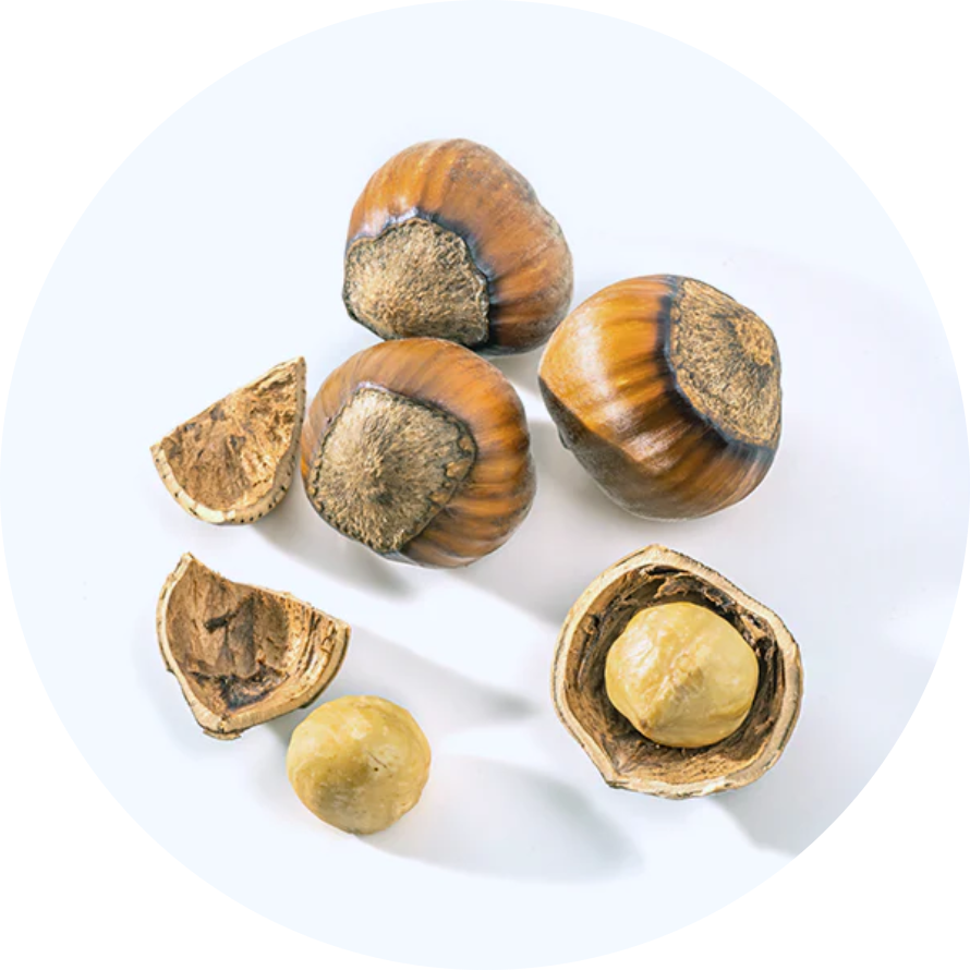 Maifal gall nuts
