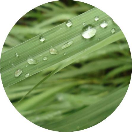 Palmarosa herb