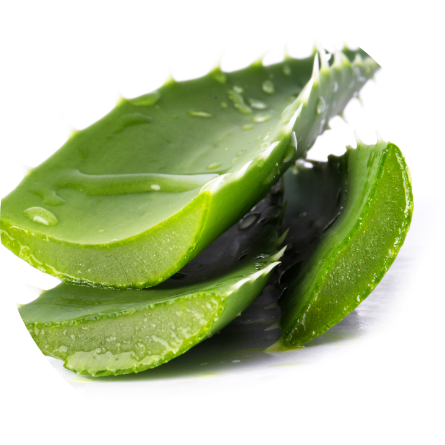 Aloe vera