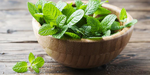 Peppermint: Your Natural Ally for Improved Health and Well-Being